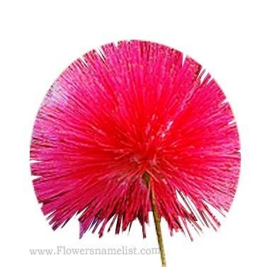 Mimosa red flower