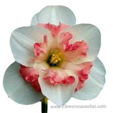 Narcissus Pink