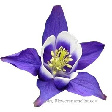 Narcissus Purple