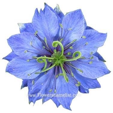 Nigella Blue Flower