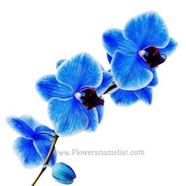 Orchids Stunning Blue