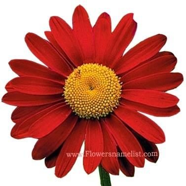 Painted Daisy Mix red