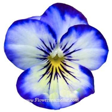 Pansy Blue Flower