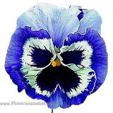 Pansy Snowpansy Blue & White