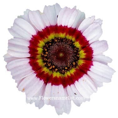 Papaver rhoes Painted Daisy