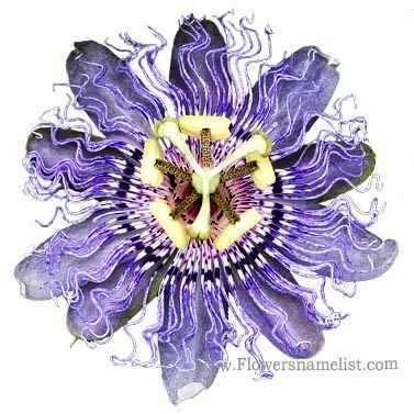 Passiflora incarnata passion flower