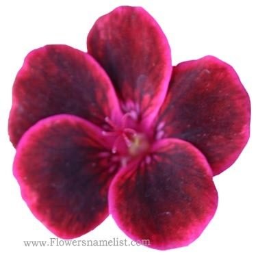 Pelargonium peltatum red