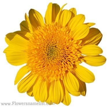 Perennial Sunflower 'Double Whammy'