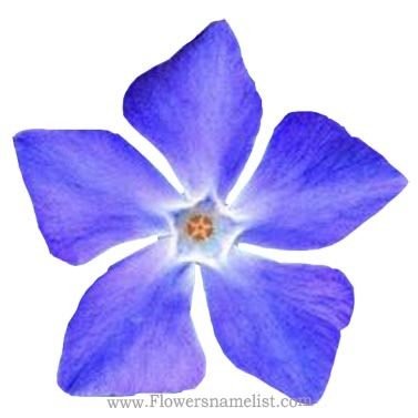 Periwinkle Blue Flower early friendship