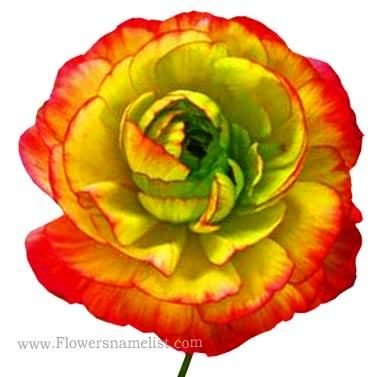 Persian Buttercup yellow red