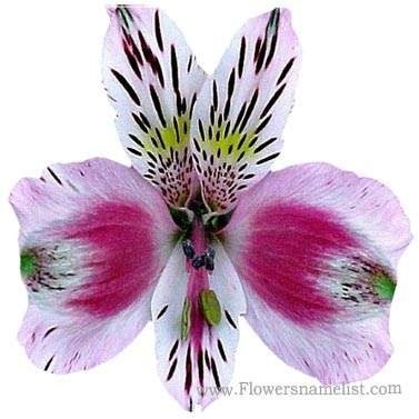 Peruvian Lily Alstroemeria ligtu,