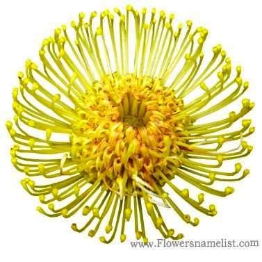 Pincushion Protea Yellow