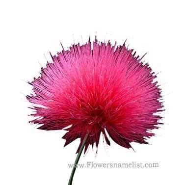 Powder Puff Pink Flower