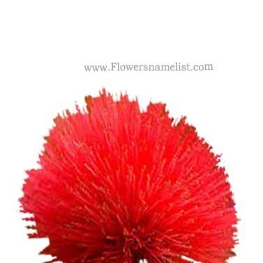 Powder Puff red Flower