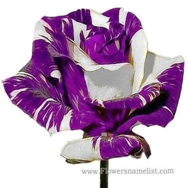 Purple & White Rose