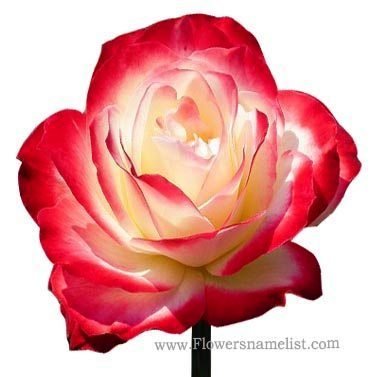 Red White Rose Flower