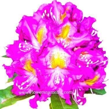 Rhododendron 'Mrs. Murple's Purple
