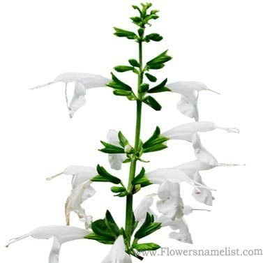 Salvia coccinea white