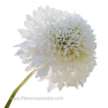 (Scabiosa) Pincushion flower