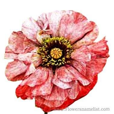 Shirley Poppy red and white