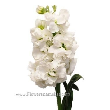 Stock White Flower