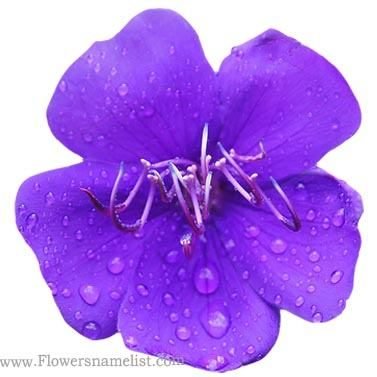Tibouchina-urvilleana-Flower