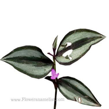 Tradescantia-zebrina-flowers