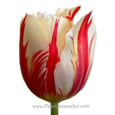 Tulip-red and white