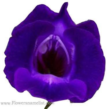 Violet Torenia hybrid (wishbone)