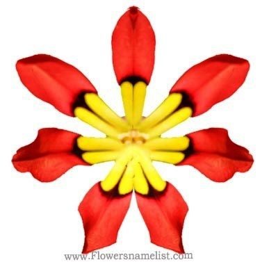 Wand flower-Sparaxis Tricolour