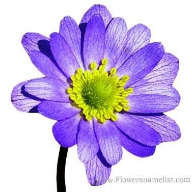Wind Purple Flower