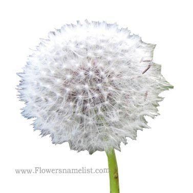 Wind dandelion breez Flower