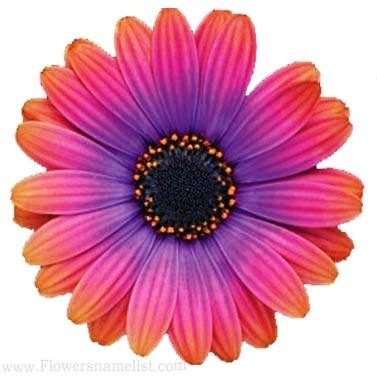african daisy pink