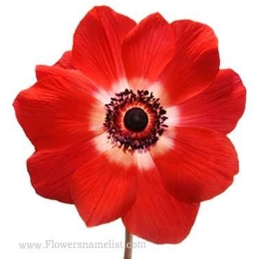 anemone red
