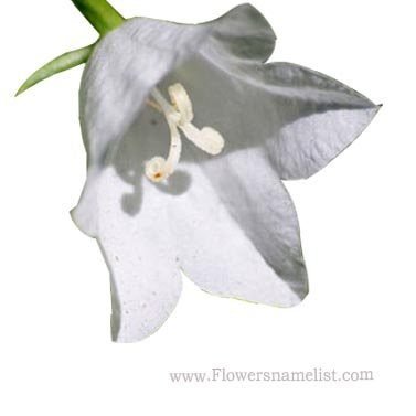 bell campanula flower