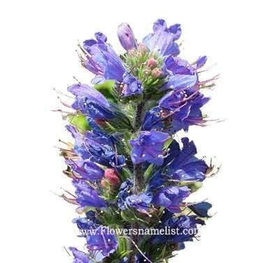 bugloss vipers
