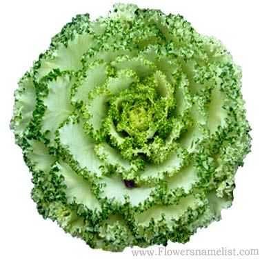 cabbage roses green