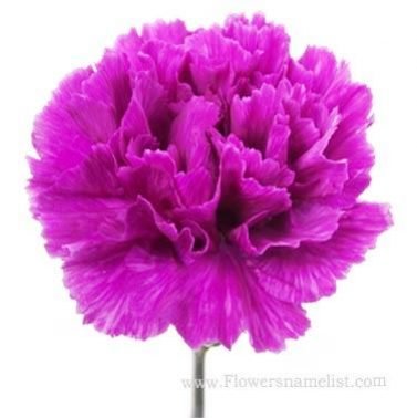 carnation Purple