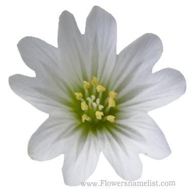 cerastium alpinum lanatum flower