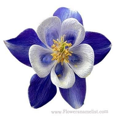 columbine blue flower