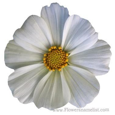 cosmos white flower