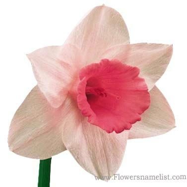daffodil pink flower