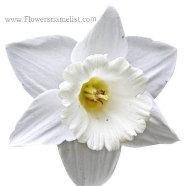 daffodil white