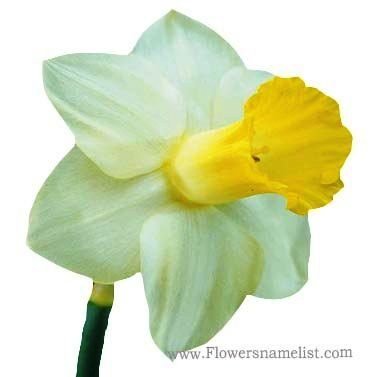 daffodil yellow white