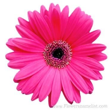 daisy pink gerbera gerber