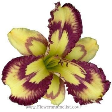 daylily Maroon and yellow