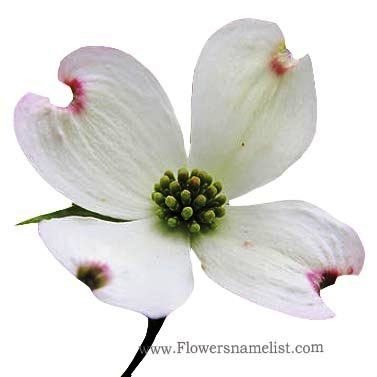 dogwood white flower