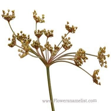 fennel bronze flower