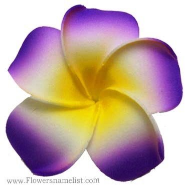 frangipani purple flower