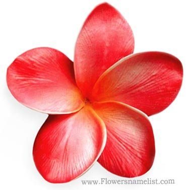 frangipani red flower